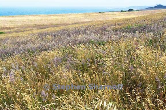 meadow 3714 3 graphic